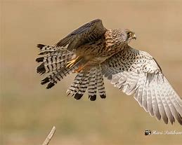 Image result for lesser kestrel habitat