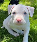 Image result for Albino Pitbull