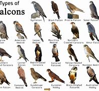 Image result for Falcon Bird Identification