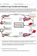 Image result for Insulin Feedback Loop