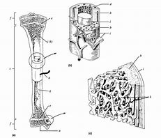 Image result for Typical Long Bone