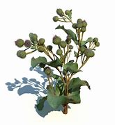 Image result for House Plant with Fuzzy Leaves Bulb