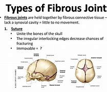 Image result for Fibrous Joint