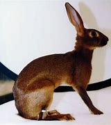 Image result for Belgian Hare Rabbit