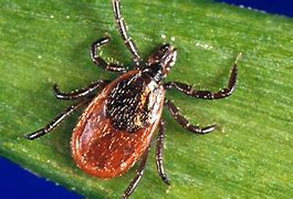 Image result for Tick Research Lab of PA Envelopes