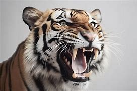 Image result for Tiger Skull Closed Mouth