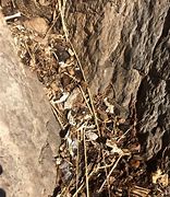 Image result for Rodent Bones