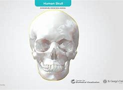 Image result for Human Skull in All Angles 3D