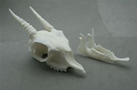 Image result for Dik Dik Skull