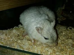 Image result for Copper Gerbil