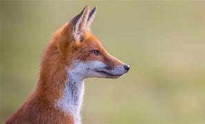 Image result for Fox Head Profile