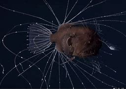 Image result for Fanfin Angler Fish