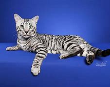 Image result for Half Bengal Cat