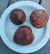 Image result for Elephant Heart Plum