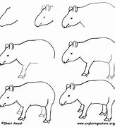 Image result for Tapir Drawing