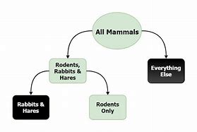 Image result for Rodent Family Tree