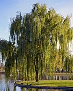 Image result for Willow Tree Plant