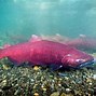 Image result for Fresh Chinook Salmon