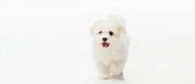 Image result for Havanese Dog Growth Chart