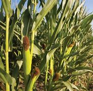 Image result for Akar Pokok Jagung