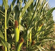 Image result for Pokok Jagung Berbunga