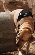 Image result for Military War Dogs