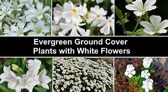 Image result for Ground Cover Plants with White Flowers