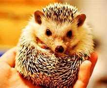 Image result for Baby Hedgehog Wallpaper