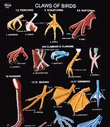 Image result for Hawk Claws