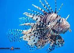 Image result for Lionfish Poison