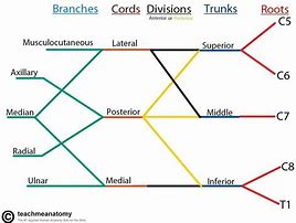 Image result for Brachial Plexus Innervation Chart