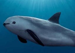 Image result for Largest Porpoise