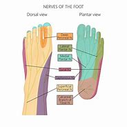 Image result for Medial Plantar Fascia