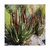 Image result for Aloe Castanea