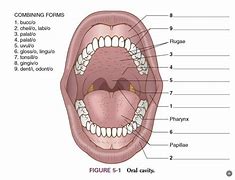 Image result for Parts of Oral Cavity