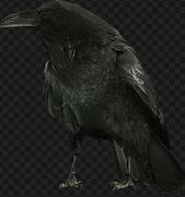 Image result for Raven Cawing