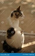 Image result for Beautiful White Cat with Spots