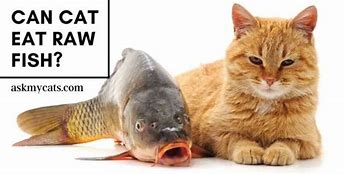 Image result for Cat Eating Raw Fish