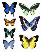 Image result for butterfly wings patterns