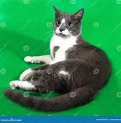 Image result for Grey Body White Oreng Spots Cat