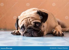 Image result for Sad Fat Dogh