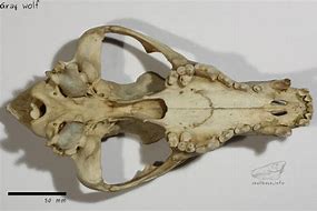 Image result for Grey Wolf Skull