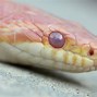 Image result for Corn Snake Arkansas