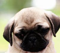 Image result for Silicone Baby Pug