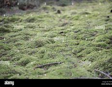 Image result for Moss-Covered Yard