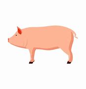 Image result for Swine Side View Pic