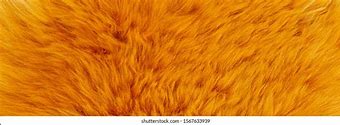 Image result for Yellow Fur Texture