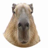 Image result for Capybara Shirt Roblox