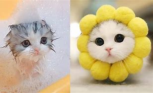 Image result for Baby Cats