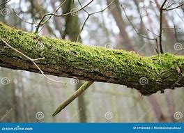 Image result for Log Covered in Moss